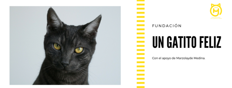UN GATITO FELIZ FUNDACIÓN